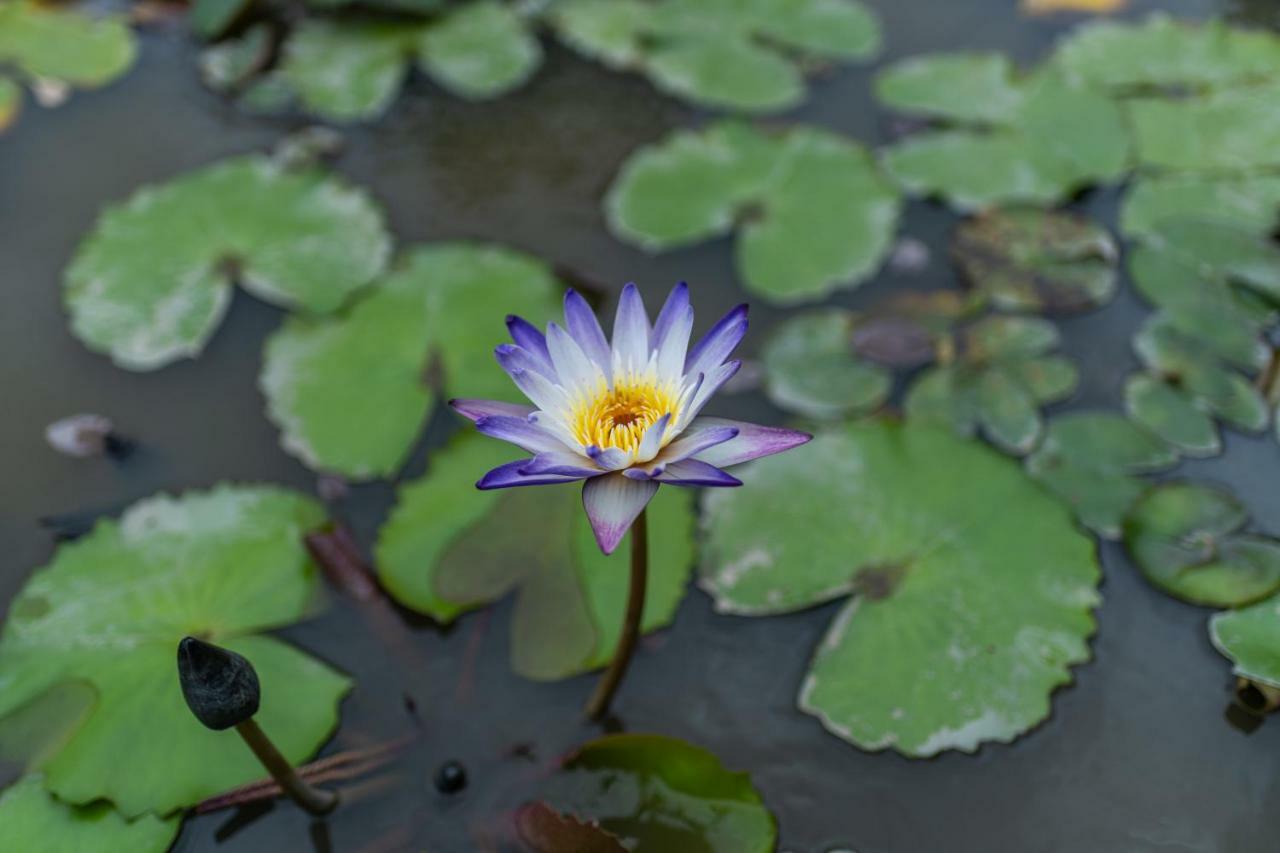 Doi Inthanon Riverside Resort Chom Thong Exterior foto